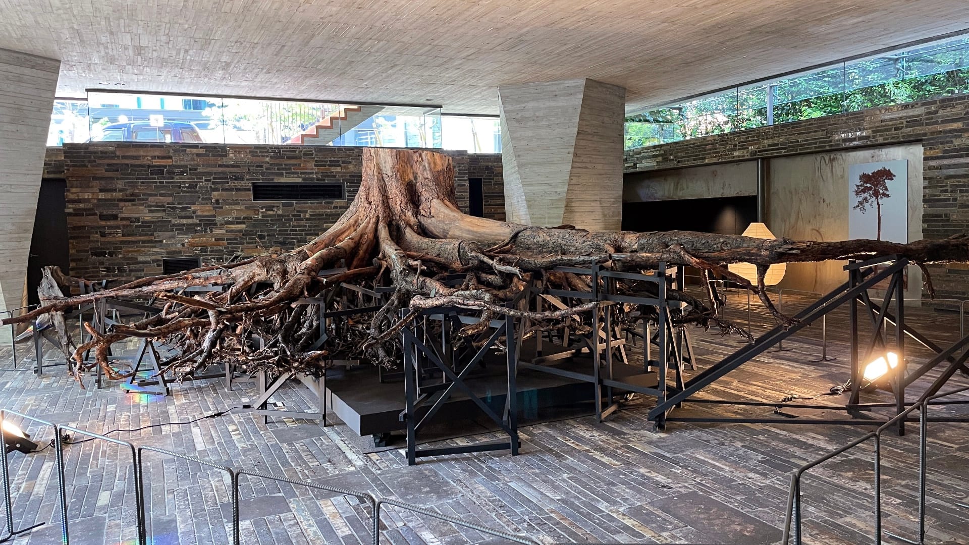 Die gigantische Wurzel der Wunderkiefer von Rikuzentakata.