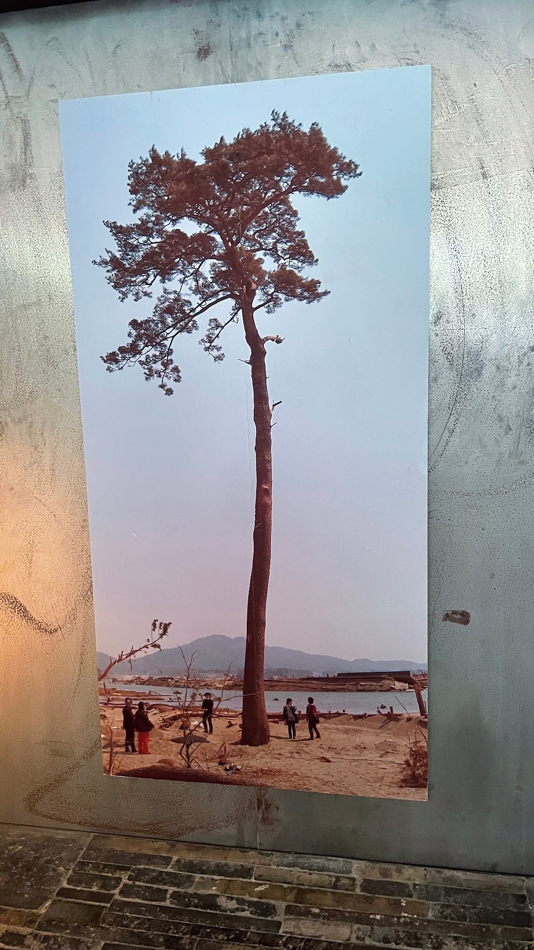 Ein Foto der Wunderkiefer in ihrer ganzen Pracht.