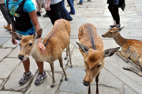 Jäger der heiligen Rehe