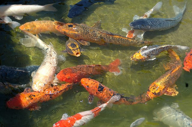 Das Geschäft mit dem Koi-Karpfen