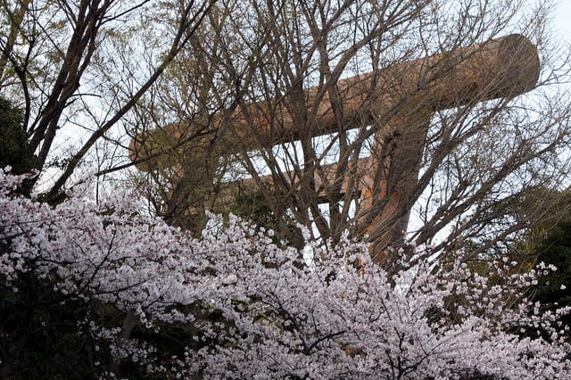 Frühreife Kirschblüten