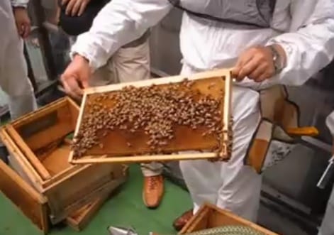 Urbane Honigbienen