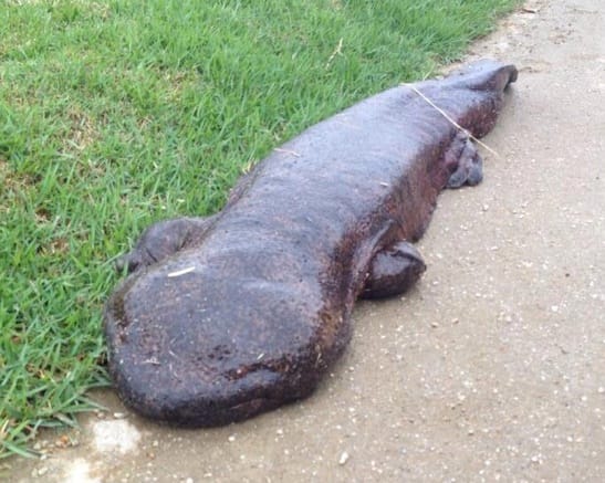 Ein Riesensalamander auf Abwegen