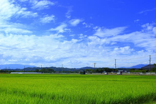 Fukushima exportiert wieder Reis