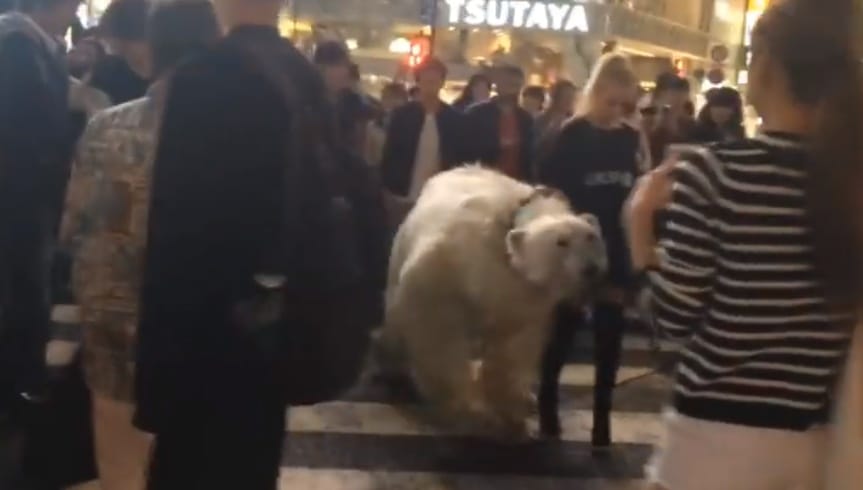 Ein Eisbär in Shibuya