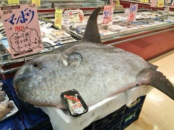 Ein Riesenfisch im Supermarkt