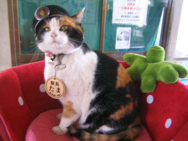 Japans berühmteste Katze ist tot