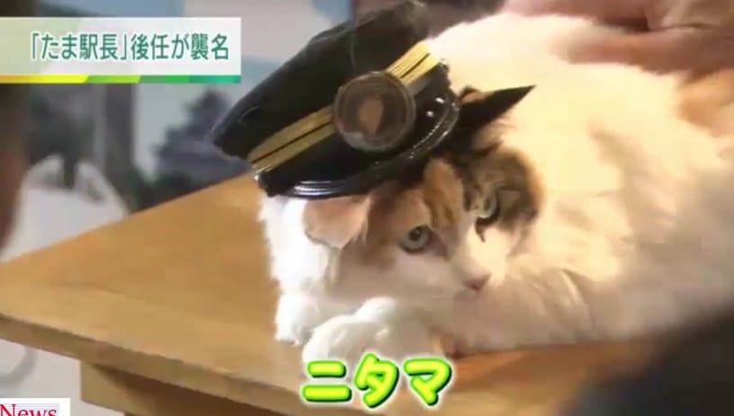 Japans neuer Katzen-Star