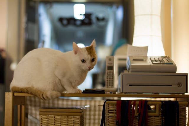 Japans Katzen-Cafés