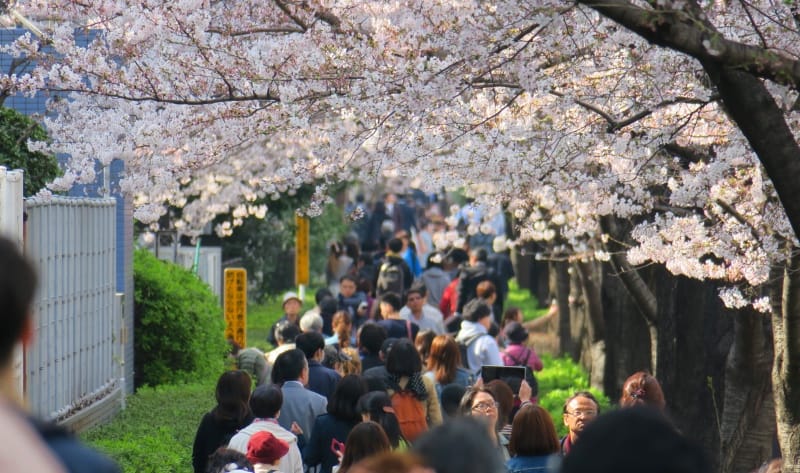 Japans Rekordfrühling