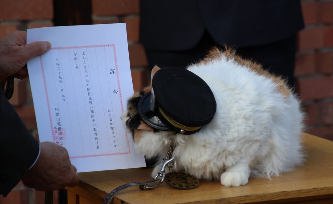 Japans berühmteste Katzen