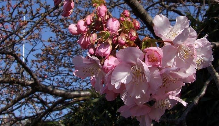 Die frühesten Kirschblüten