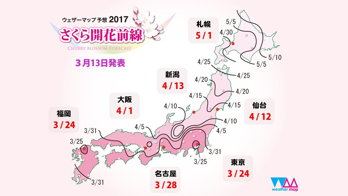 Kirschblüten mit Verspätung