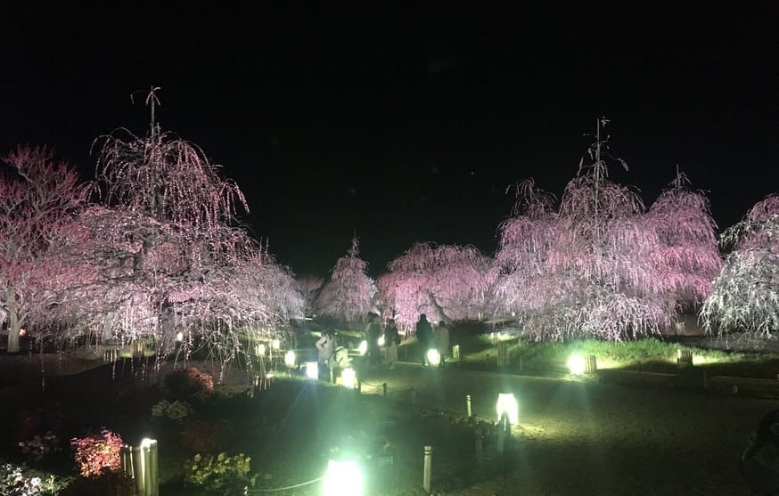 Der Park der Pflaumenblüten