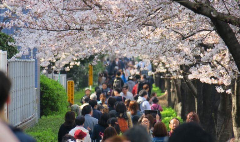 Japans neuer Rekordfrühling