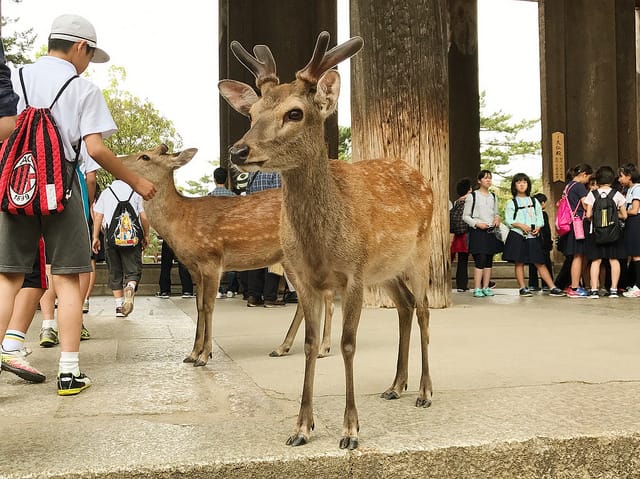 Zu viele Hirsche in Nara