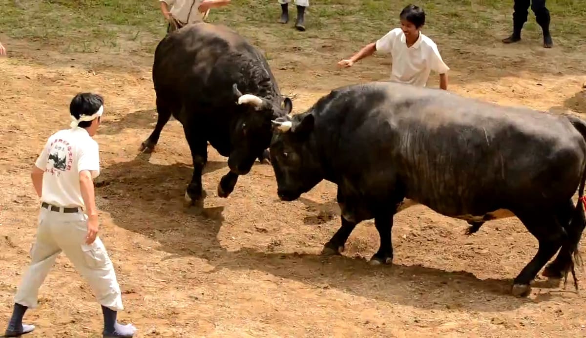 Der japanische Sumo-Stierkampf