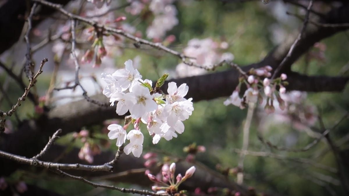 Die letzten Kirschblüten in Japan