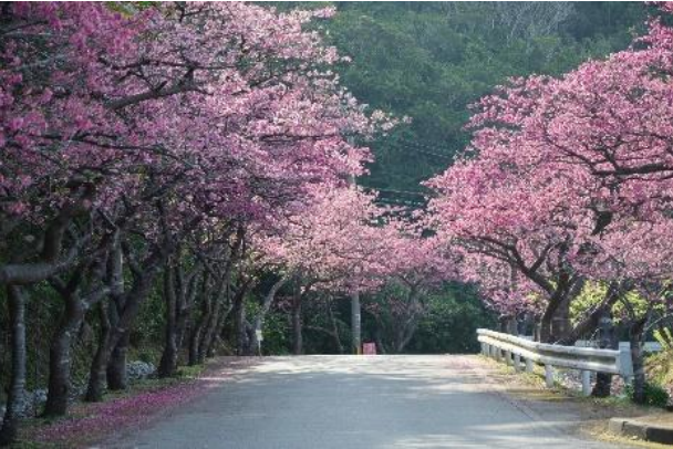 Japans erste Kirschblüten