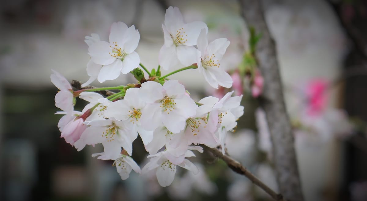 Frühlingsbeginn: Die ersten Kirschblüten sind da