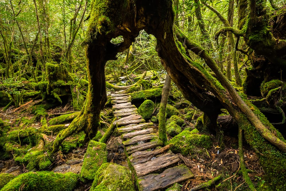 Die mystische Insel Yakushima