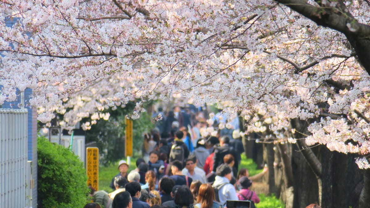 Ein neuer Rekordfrühling für Japan