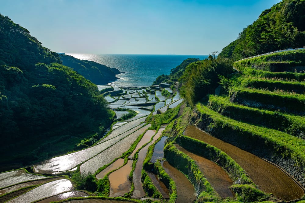 Die schönsten Reisterrassen in Japan