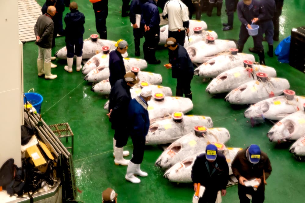 Der Besuch im neuen Fischmarkt von Tokio