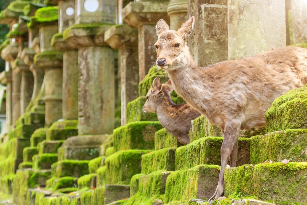 Nara lockt mit einem 30 Prozent Hotel-Rabatt