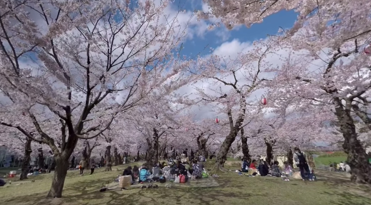 Ein Spaziergang durch Japans Kirschblüten-Spots