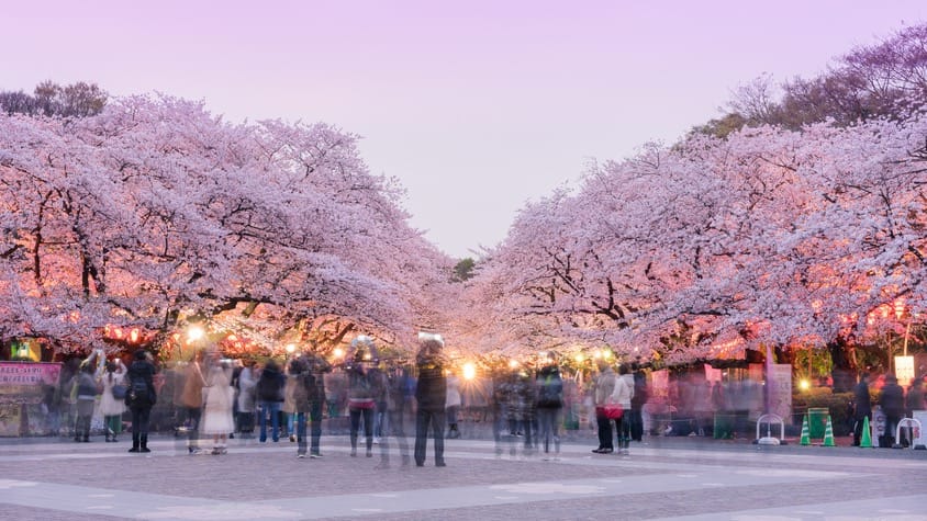 Einsame Kirschblüten in Tokio