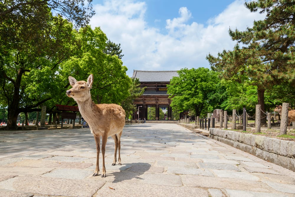 Minus 99,9 Prozent: Japan ohne Touristen