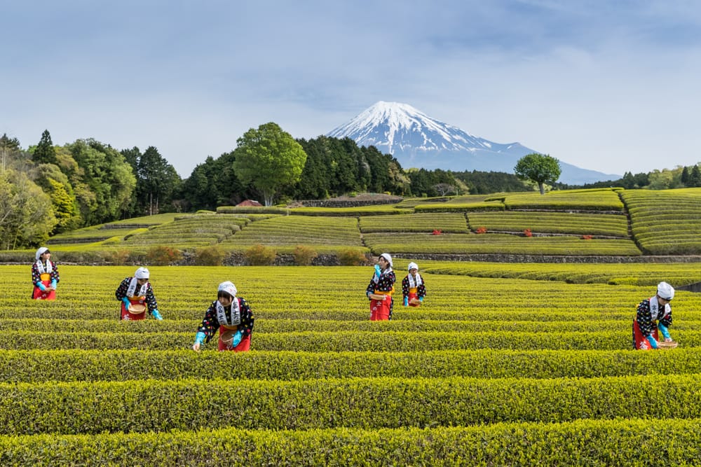 Der Bio-Zwerg Japan