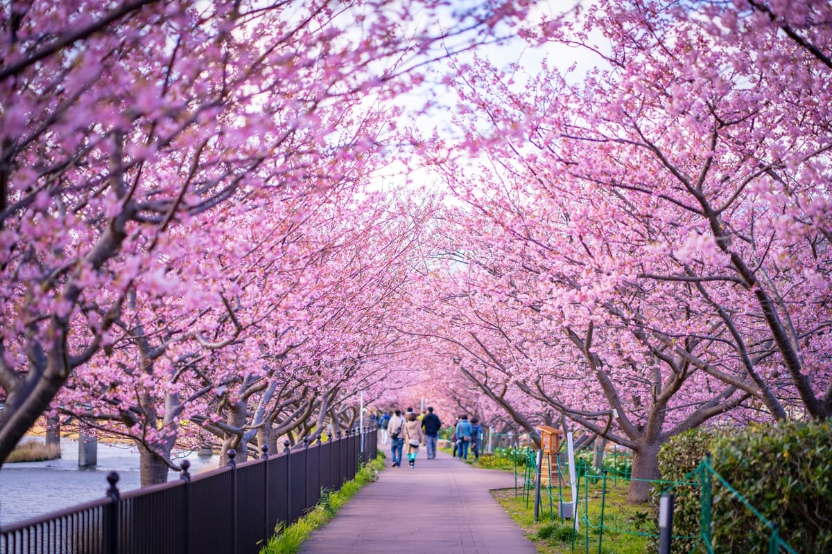 Kirschblüten-Stimmung im Februar