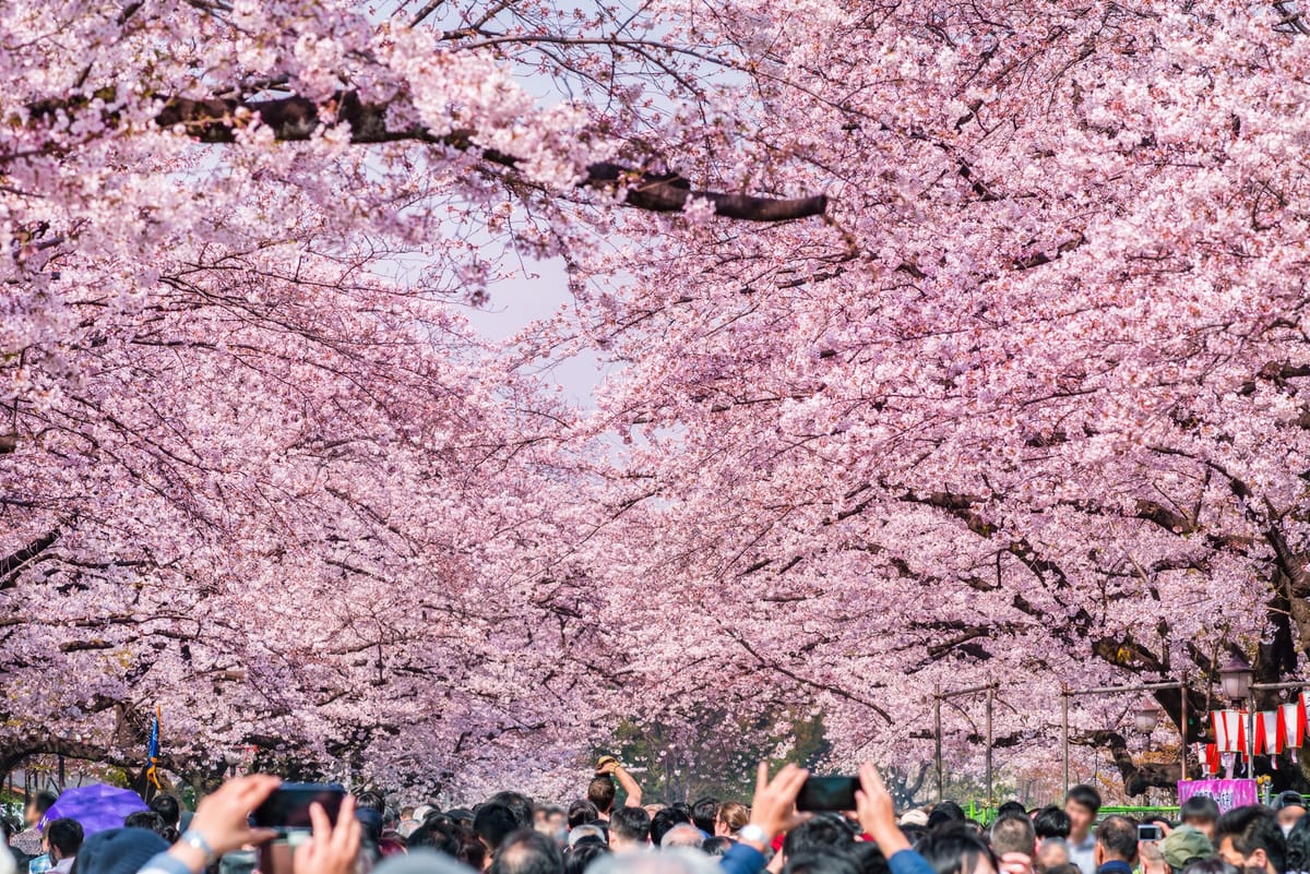 Die Kirschblüten von Ueno