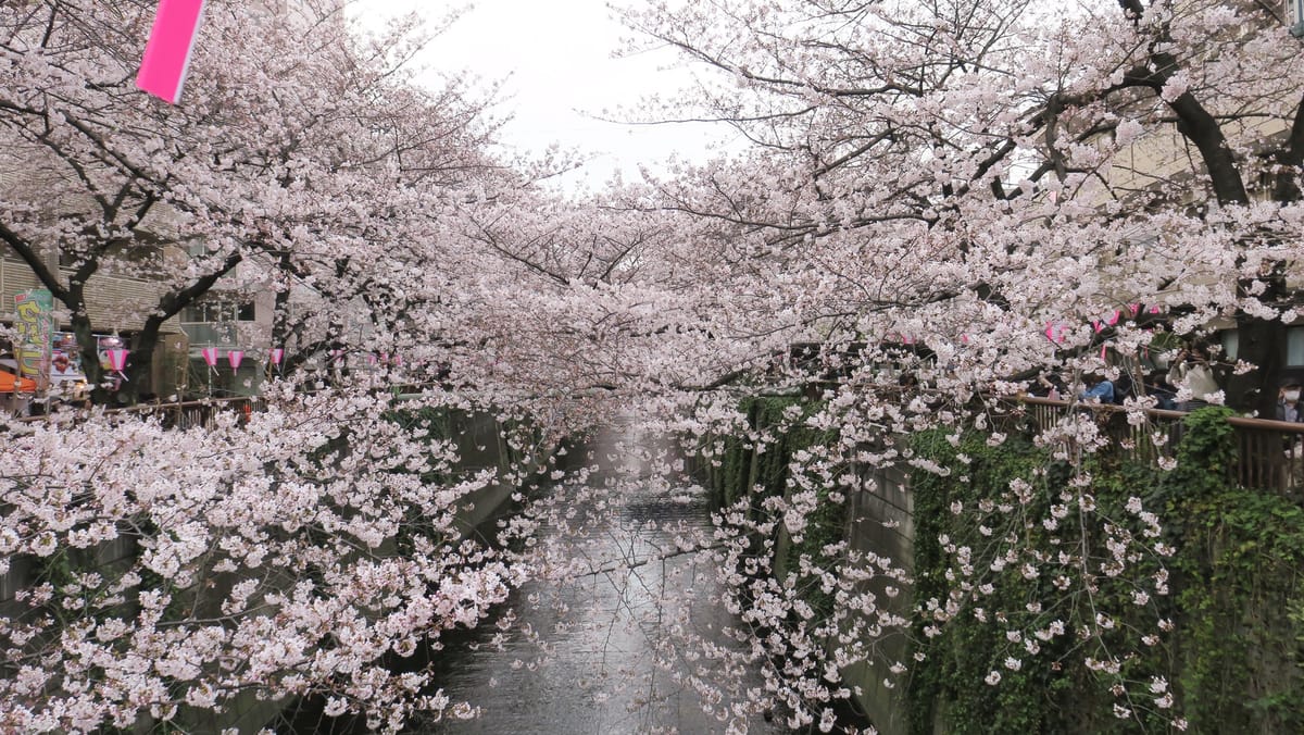 Die Kirschblüten-Promenade von Meguro