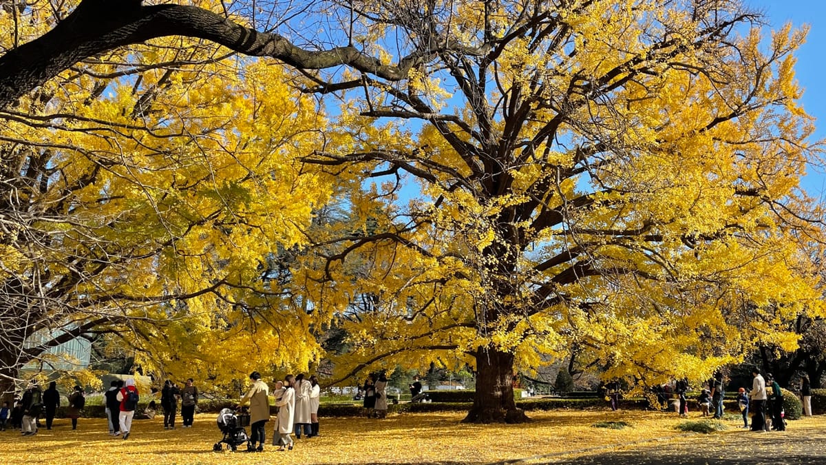 Shinjuku Gyoen: Ein kaiserlicher Park