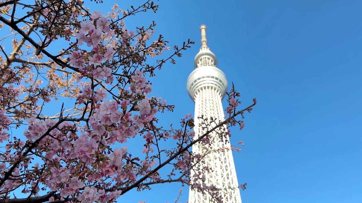 Die frühen Kirschblüten von Tokio