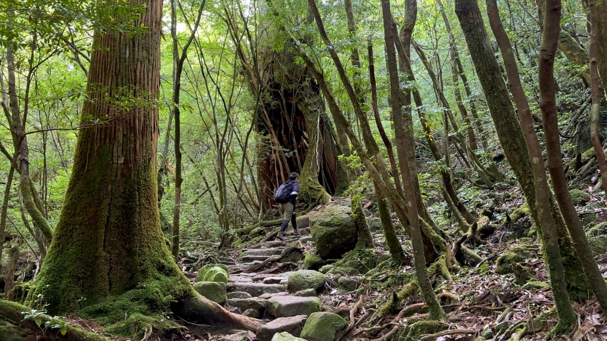 Eine Wanderung ins Herz von Yakushima