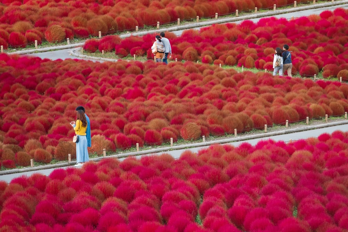 Der rote Herbsthügel in Japan