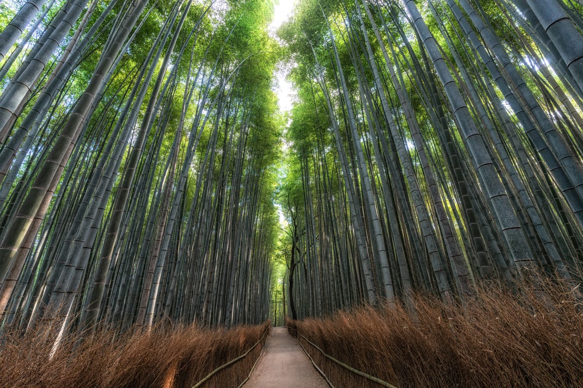 Die Beschädigung des Bambuswaldes