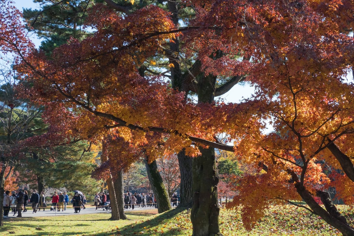 Die exklusive Herbstlaub- und Kirschblütenstrasse