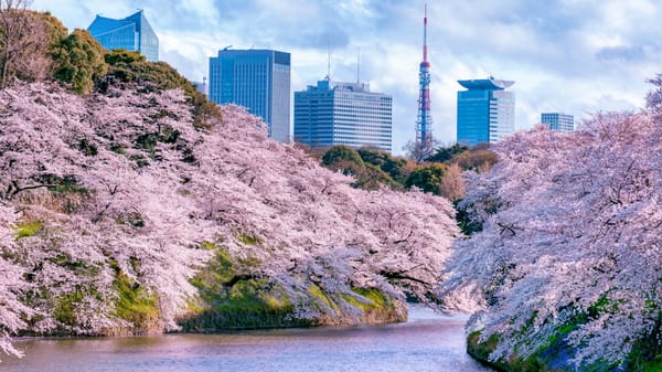 Kirschblüten beim Chidorigafuchi-Graben beim Kaiserpalast.