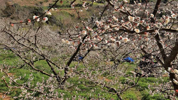 Pflaumenblüten: Die Vorzeichen des Frühlings