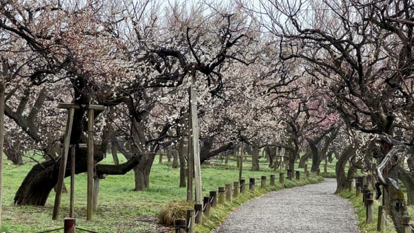 Die Stadt der Pflaumenblüten