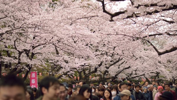 Hanami im Ueno-Park in Tokio.