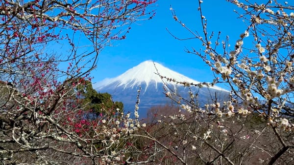 Die Pflaumenbäume vor dem Fuji.