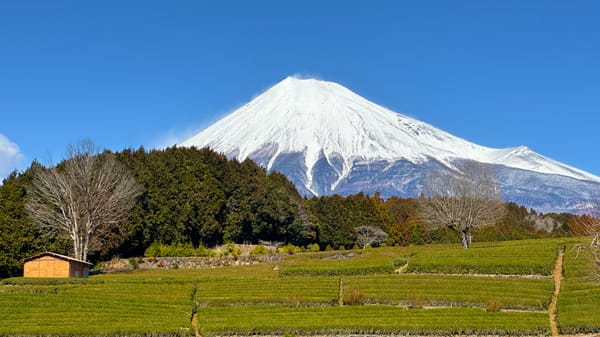 Das Teefeld von Obuchi Sasaba und der Fuji an einem Tag im Februar.