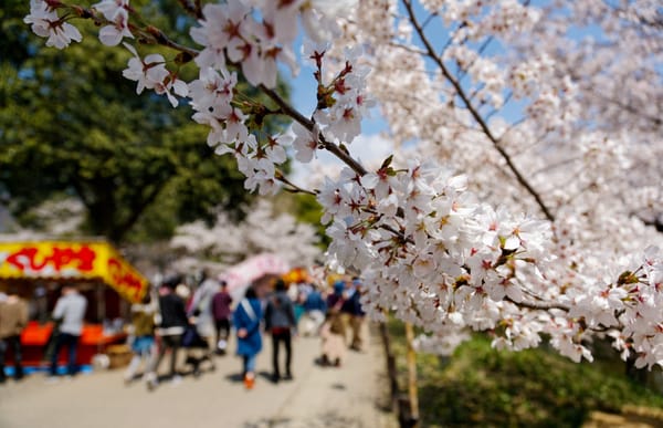 In der Präfektur Nagano, wo die Kirschblüten aktuell noch zu sehen sind.  (Archivbild)