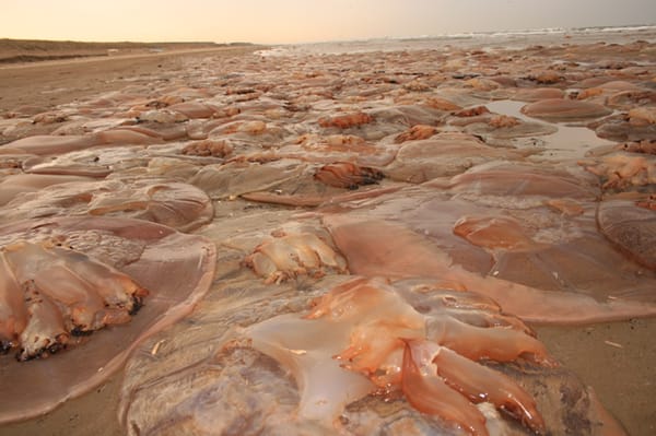 Diese Nomura-Quallen wurden im Herbst 2006 an der japanischen Küste angeschwemmt.